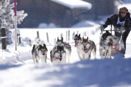 Lenk 2013